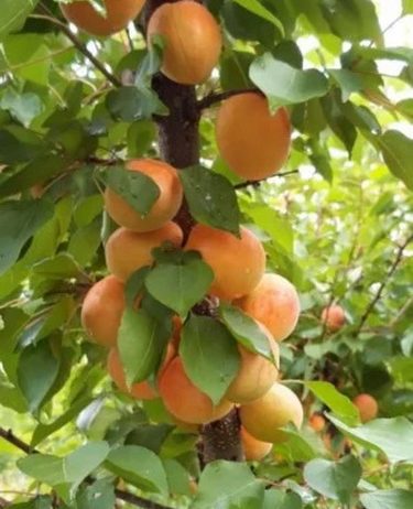 Rezervacije u toku za jesenju sadnju voćnih sadnica