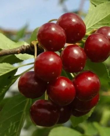 Rezervacije u toku za jesenju sadnju voćnih sadnica