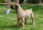 Boerboel Južnoafrički mastif stenci