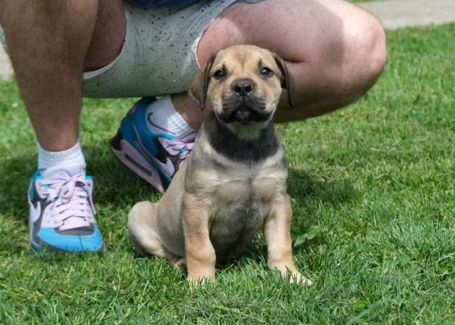 Boerboel Južnoafrički mastif stenci