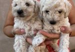 Toy poodle ostenjene 1. jula