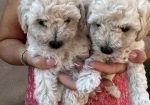 Toy poodle ostenjene 1. jula