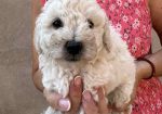 Toy poodle ostenjene 1. jula