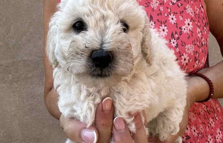 Toy poodle ostenjene 1. jula