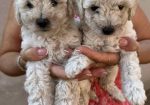 Toy poodle ostenjene 1. jula