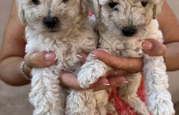 Toy poodle ostenjene 1. jula