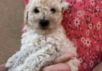 Toy poodle ostenjene 1. jula