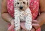 Toy poodle ostenjene 1. jula