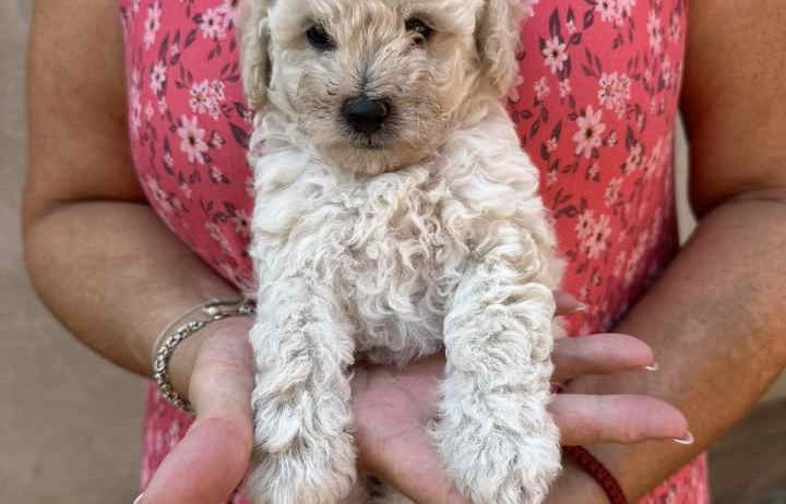 Toy poodle ostenjene 1. jula