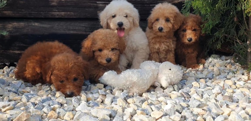 Pudle i maltipoo štenci