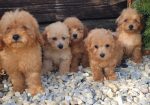 Pudle i maltipoo štenci