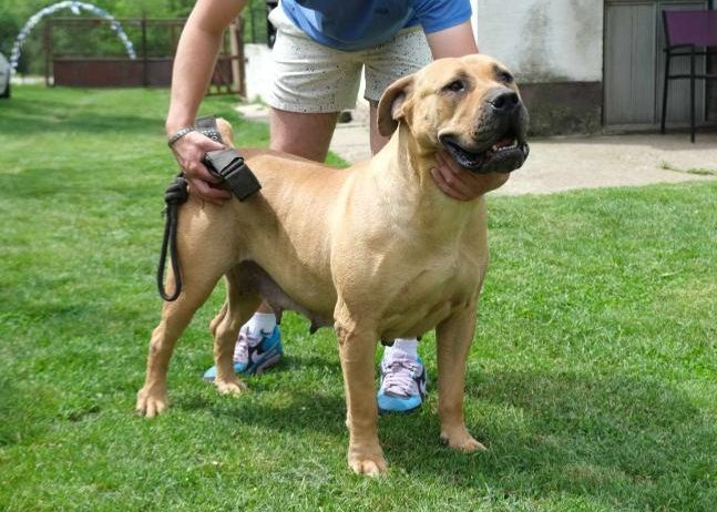 Boerboel Južnoafrički mastif stenci