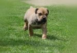 Boerboel Južnoafrički mastif stenci