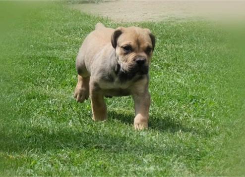 Boerboel Južnoafrički mastif stenci