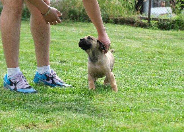 Boerboel Južnoafrički mastif stenci