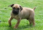 Boerboel Južnoafrički mastif stenci