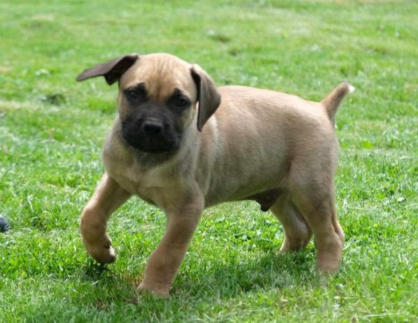 Boerboel Južnoafrički mastif stenci