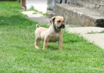 Boerboel Južnoafrički mastif stenci