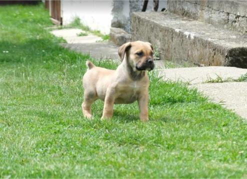 Boerboel Južnoafrički mastif stenci