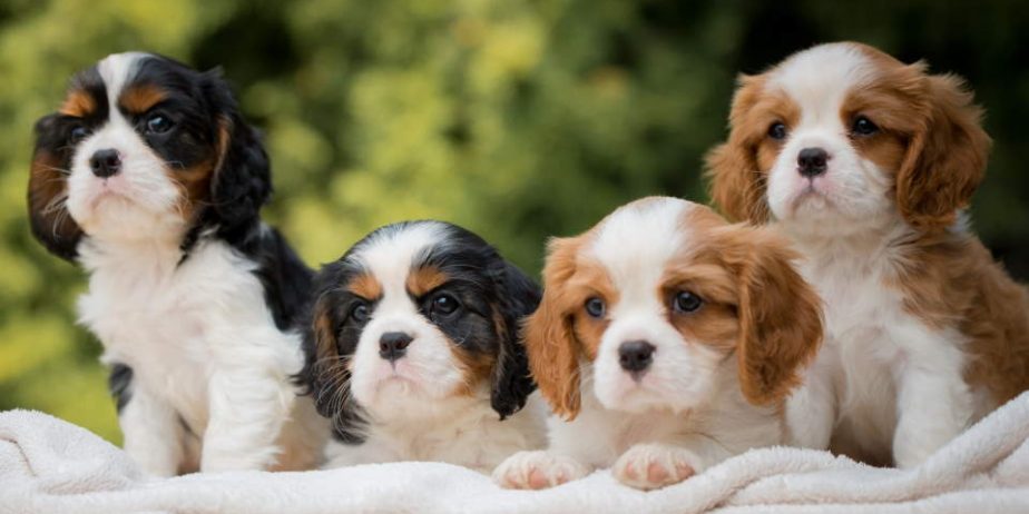 CAVALIER KING CHARLES spaniel štenci