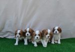 CAVALIER KING CHARLES spaniel štenci