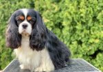 CAVALIER KING CHARLES spaniel štenci