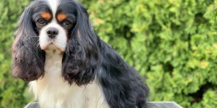 CAVALIER KING CHARLES spaniel štenci