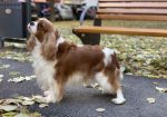 CAVALIER KING CHARLES spaniel štenci