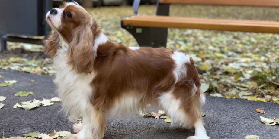 CAVALIER KING CHARLES spaniel štenci