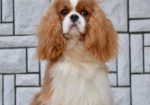 CAVALIER KING CHARLES spaniel štenci