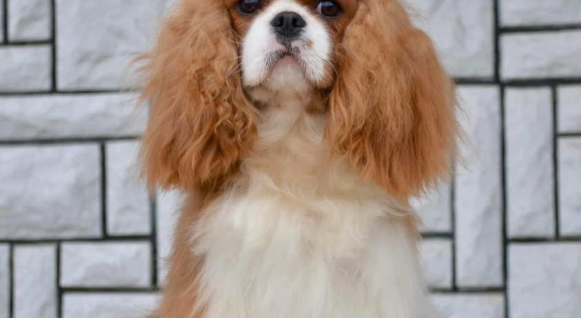 CAVALIER KING CHARLES spaniel štenci