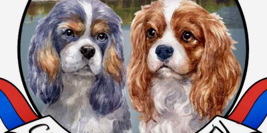 CAVALIER KING CHARLES spaniel štenci