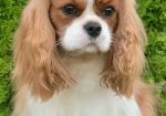 CAVALIER KING CHARLES spaniel štenci