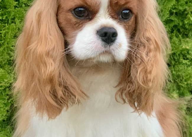 CAVALIER KING CHARLES spaniel štenci