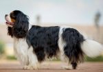 CAVALIER KING CHARLES spaniel štenci