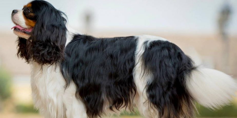 CAVALIER KING CHARLES spaniel štenci