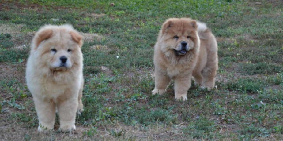 Na prodaju chow chow stenci, zenkice