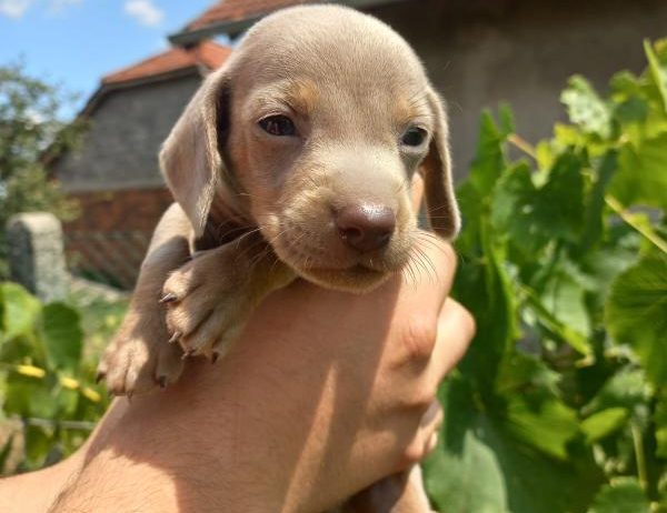 Patuljasti Jazavičar prelepi štenci