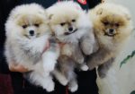 Pomeranac, Boo, Pomeranian štenci