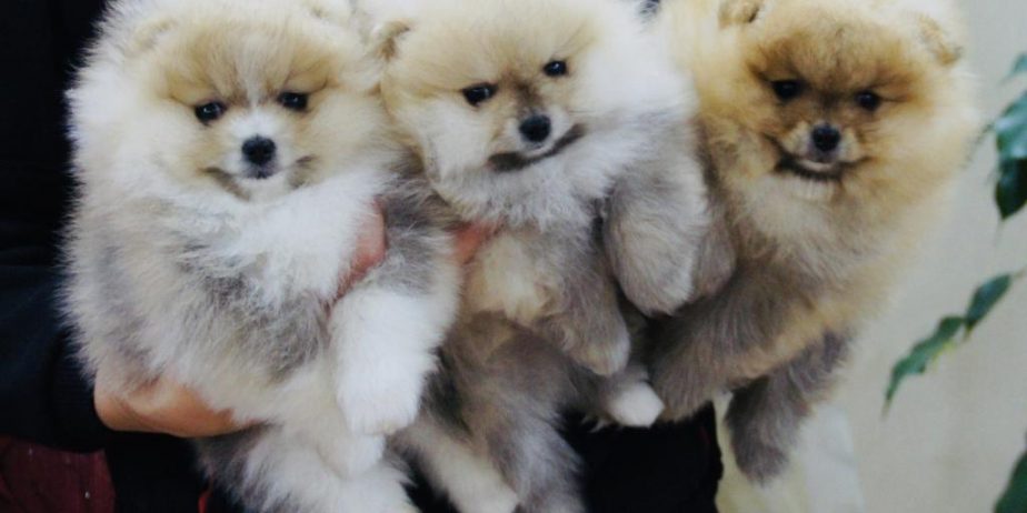 Pomeranac, Boo, Pomeranian štenci