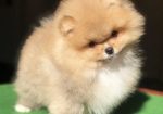 Pomeranac, Pomeranian, Boo stenci