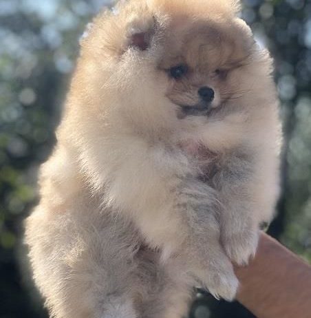 Pomeranac, Boo, Pomeranian štenci