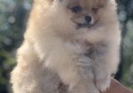 Pomeranac, Pomeranian, Boo stenci