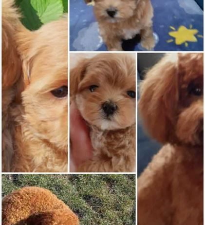 Mini Maltipoo štenci