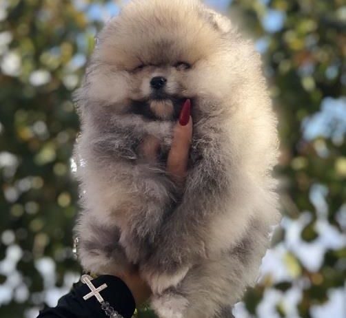 Pomeranac / Pomeranian / Boo štenci