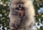 Pomeranac, Pomeranian, Boo stenci