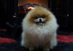 Pomeranski špic,Pomeranac,Boo,Pomeranian štenci