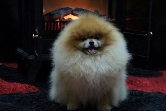 Pomeranski špic,Pomeranac,Boo,Pomeranian štenci