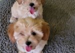 Mini Maltipoo štenci