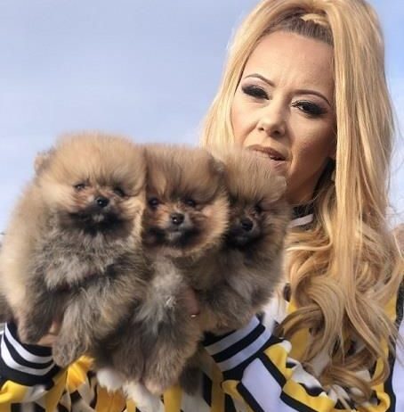 Pomeranac, Boo, Pomeranian štenci